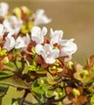 Großblütige Abelie - Abelia grandiflora - Formgehölze