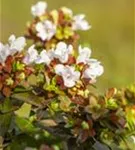 Großblütige Abelie - Abelia grandiflora - Formgehölze