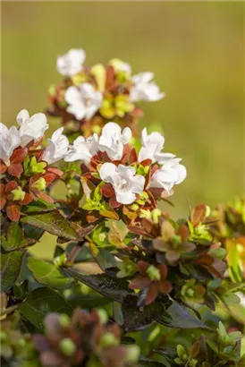 Großblütige Abelie - Abelia grandiflora - Ziergehölze