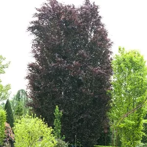 Fagus sylvatica &#39;Purpurea&#39; - Baum