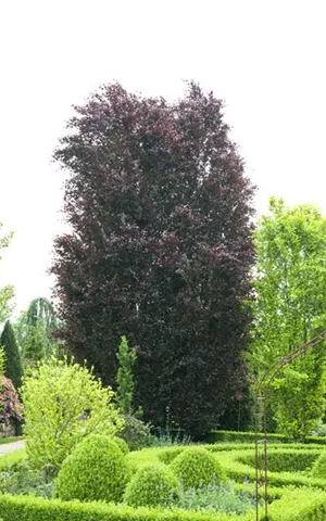 Fagus sylvatica 'Purpurea' - Heckenpflanzen