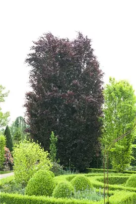 Blutbuche-Sämling - Fagus sylvatica purpurea
