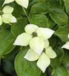 Jap.Blumen-Hartriegel - Cornus kousa - Ziergehölze