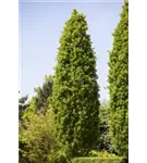 Säuleneiche - Quercus robur 'Fastigiata Koster'
