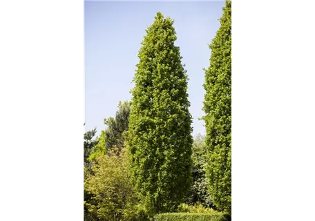 Quercus robur 'Fastigiata Koster' - Säuleneiche