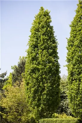 Säuleneiche - Quercus robur 'Fastigiata Koster'