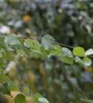 Synonym - Betula utilis 'Doorenbos'