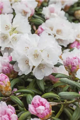 Yaku-Rhododendron 'Koichiro Wada' - Rhododendron yak.'Koichiro Wada' II