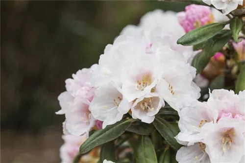 Yaku-Rhododendron 'Koichiro Wada' - Rhododendron yak.'Koichiro Wada' II