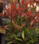 Glanzmispel 'LIttle Red Robin' - Photinia fraseri 'Little Red Robin' - Heckenpflanzen