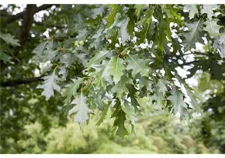 Quercus rubra - Amerik.Roteiche