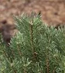 Kiefer - Pinus sylvestris