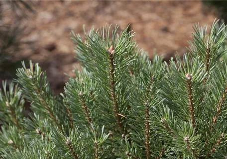 Pinus sylvestris - Kiefer