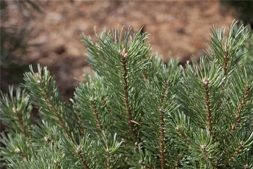 Kiefer - Pinus sylvestris