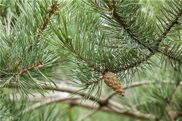 Pinus - Kiefer