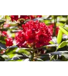 Rhododendron-Hybride 'Karl Naue' - Rhododendron Hybr.'Karl Naue' II