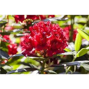 Rhododendron Hybr.&#39;Karl Naue&#39; II