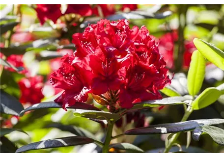 Rhododendron Hybr.'Karl Naue' II - Rhododendron-Hybride 'Karl Naue'