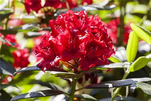 Rhododendron-Hybride 'Karl Naue' - Rhododendron Hybr.'Karl Naue' II