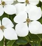 Jap. Blumen Hartriegel Weiße Fontaine - Cornus kousa chinensis 'Weiße Fontaine'