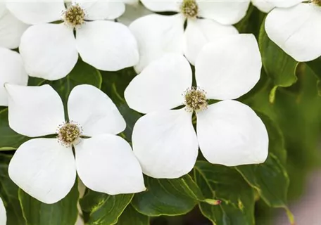 Cornus kousa chinensis 'Weiße Fontaine' - Jap. Blumen Hartriegel Weiße Fontaine