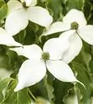 Jap. Blumen Hartriegel Weiße Fontaine - Cornus kousa chinensis 'Weiße Fontaine'