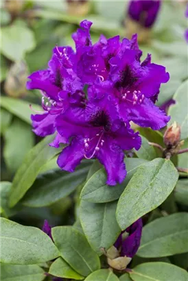 Rhodo.Hybr.'Rhododendronpark Graal-Müritz' - Rhodo.Hybr.'Rhododendronpark Graal-Müritz' III
