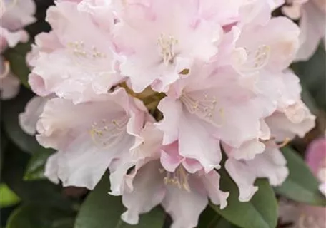 Rhododendron yak.'Schneekrone' I - Yaku-Rhododendron 'Schneekrone'