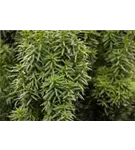 Eibe 'David' - Taxus baccata 'David' - Heckenpflanzen