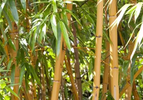 Phyllostachys vivax aureocaulis - Bambus vivax aureocaulis