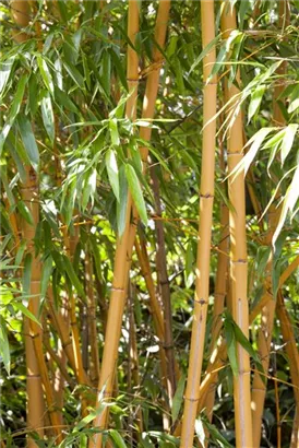 Bambus vivax aureocaulis - Phyllostachys vivax aureocaulis