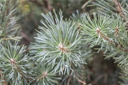 Zwerg-Silberkiefer - Pinus sylvestris 'Watereri'