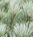 Zwerg-Silberkiefer - Pinus sylvestris 'Watereri'