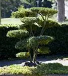 Kleinlaubige Japan-Hülse 'Green Hedge' - Ilex crenata 'Green Hedge'