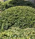 Kleinlaubige Japan-Hülse - Ilex crenata 'Green Lustre' - Heckenpflanzen
