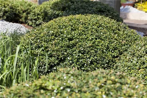 Kleinlaubige Japan-Hülse - Ilex crenata 'Green Lustre' - Heckenpflanzen