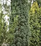 Schmale Säuleneibe - Taxus baccata 'Fastigiata Robusta'