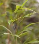 Bambus aureosulcata spectabilis - Phyllostachys aureosulcata Spectabilis