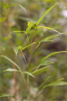Bambus aureosulcata spectabilis - Phyllostachys aureosulcata Spectabilis