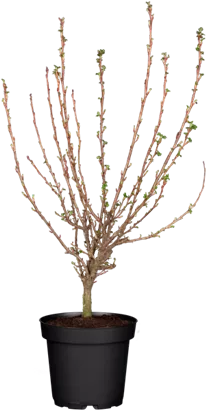 Blut-Zierjohannisbeere 'King Edward VII' - Ribes sanguineum 'King Edward VII' - Wildgehölze