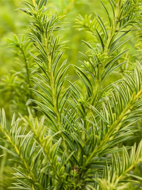 Taxus baccata 'Semperaurea', Goldene Straucheibe Semper Verde