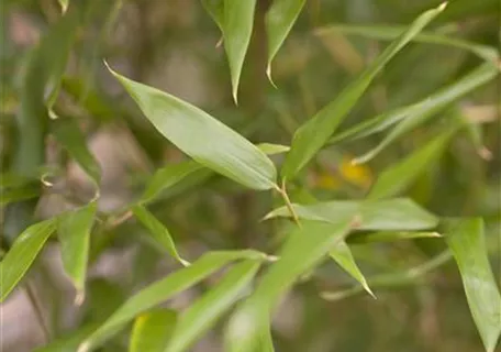 Phyllostachys bissetii - Bambus bissetii