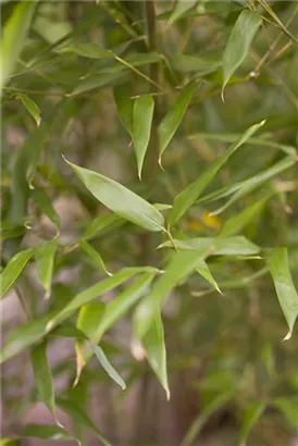 Bambus bissetii - Phyllostachys bissetii