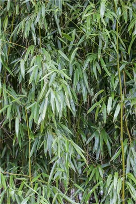 Bambus bissetii - Phyllostachys bissetii