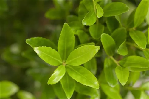 Ilex, Stechpalme - Ilex maximowicziana var. kanehirae - Heckenpflanzen