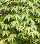 Fächerahorn - Acer palmatum - Ziergehölze