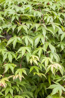Fächerahorn - Acer palmatum - Ziergehölze