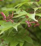 Fächerahorn - Acer palmatum - Unikum