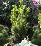 Eibe 'Hillii' - Taxus media 'Hillii' - Heckenpflanzen