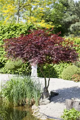 Roter Fächerahorn 'Atropurpureum' - Acer palmatum 'Atropurpureum'